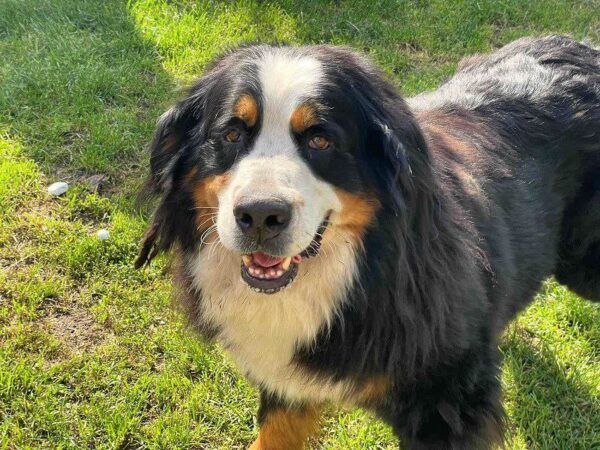 Afina and Michal Bernese Mountain Dog