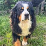 Afina-female-Bernese-Mountain-Dog-puppy-for-sale-2