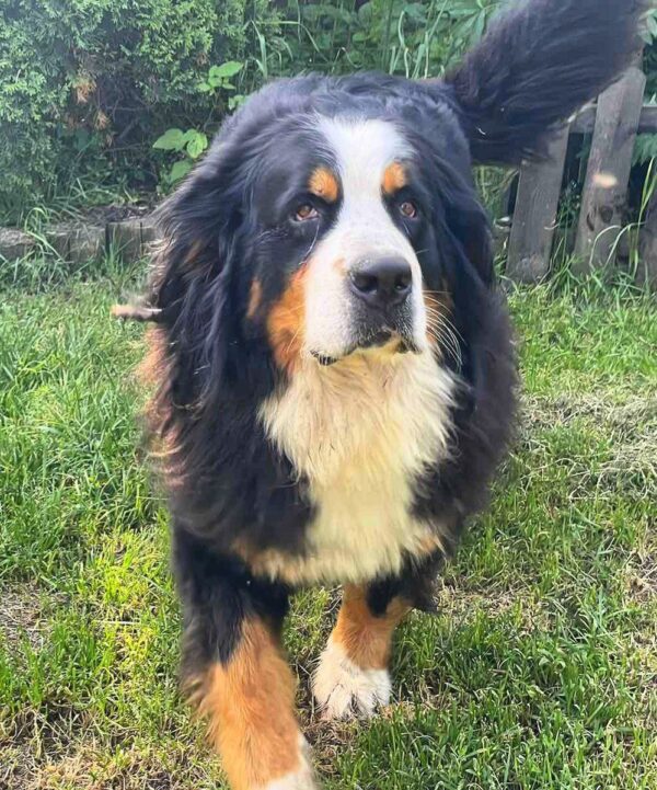 Afina and Michal Bernese Mountain Dog