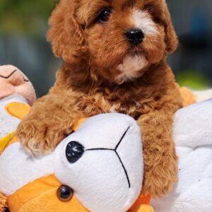 Agapi Cavapoo