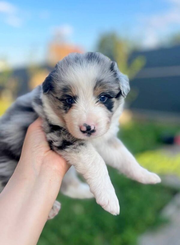 Aiden Border Collie