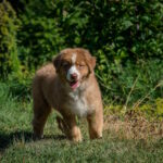 Air-Force-male-australian-shepherd-puppy-for-sale-1 (1)