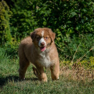 Air Force Australian Shepherd