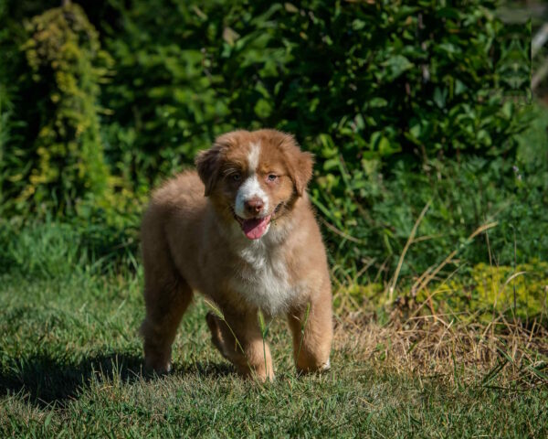 Air Force Australian Shepherd