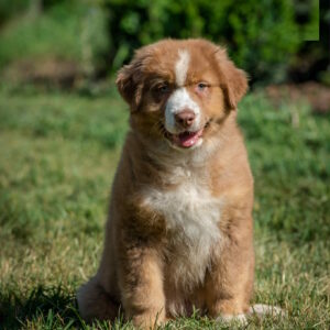 Air Force Australian Shepherd