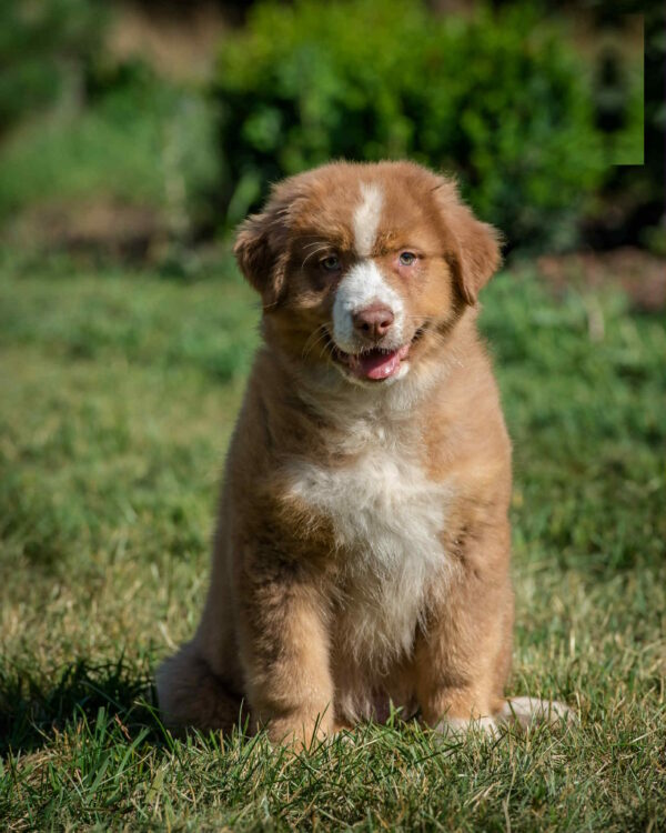 Air Force Australian Shepherd