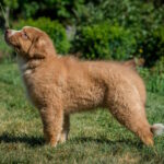 Air-Force-male-australian-shepherd-puppy-for-sale-1 (3)