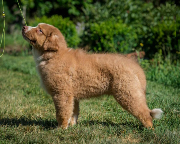 Air Force Australian Shepherd
