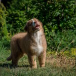 Air-Force-male-australian-shepherd-puppy-for-sale-1 (4)