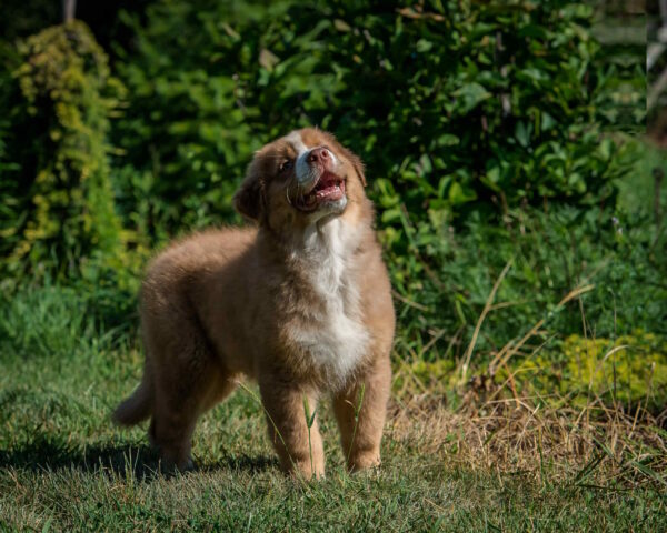 Air Force Australian Shepherd