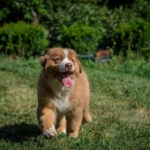 Air-Force-male-australian-shepherd-puppy-for-sale-1 (5)