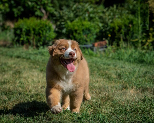 Air Force Australian Shepherd