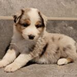 Angus Border Collie