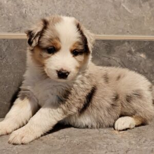 Aisha Border Collie