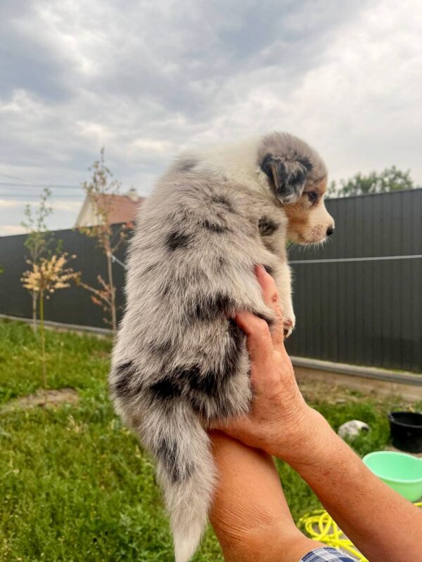 Aisha Border Collie