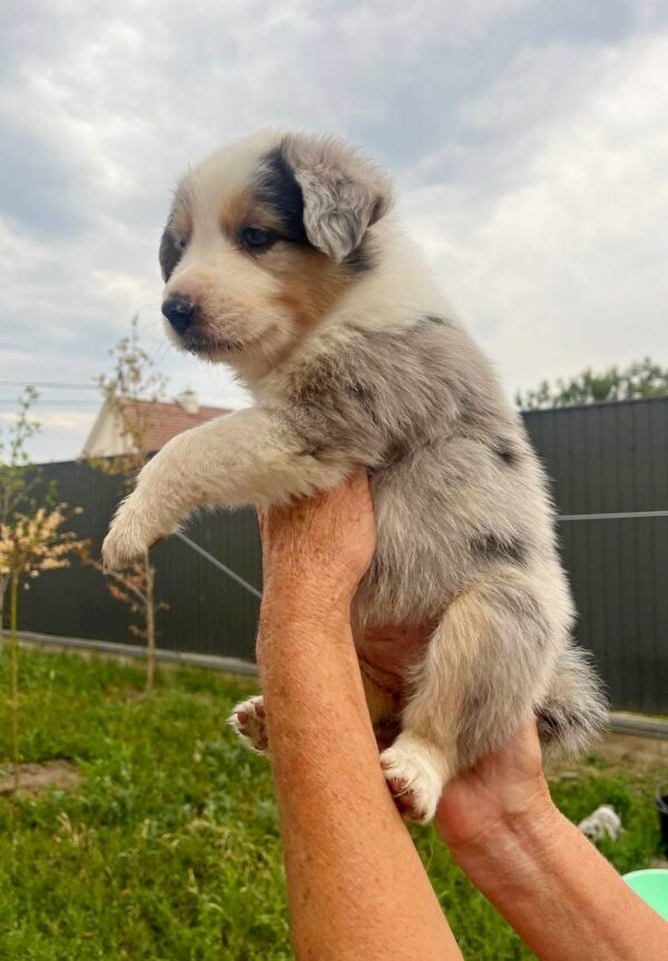 Aisha Border Collie