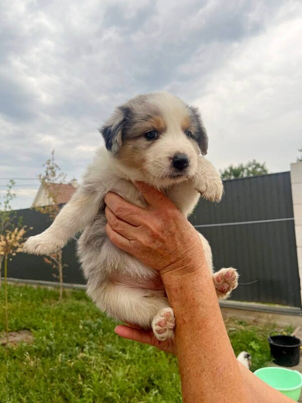 Aisha Border Collie