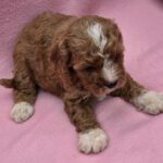 Akira-female-cavapoo-puppy-for-sale-01 (1)