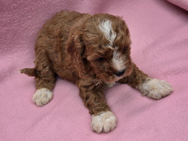 Akira Cavapoo