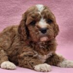 Akira-female-cavapoo-puppy-for-sale-01 (2)