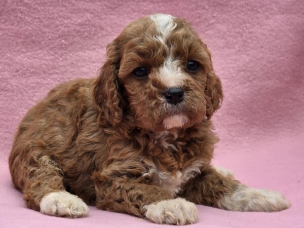 Akira Cavapoo