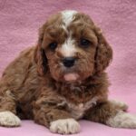 Akira-female-cavapoo-puppy-for-sale-01 (3)