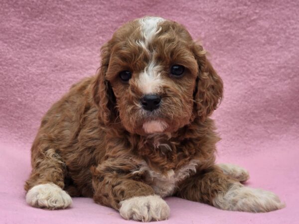 Akira Cavapoo