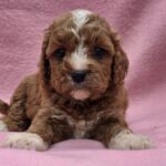 Alex Cavapoo