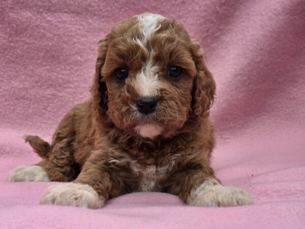 Akira Cavapoo