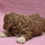 Akira-female-cavapoo-puppy-for-sale-01 (5)