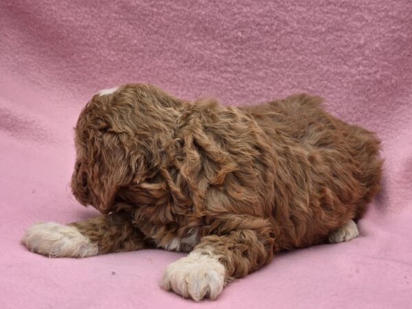 Akira Cavapoo