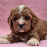 Akira-female-cavapoo-puppy-for-sale-01 (6)