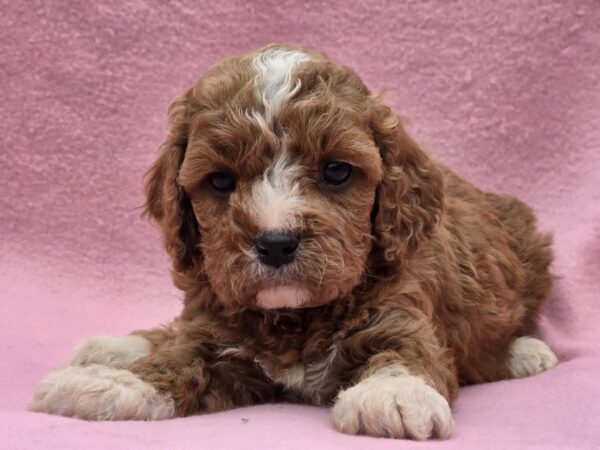 Akira Cavapoo