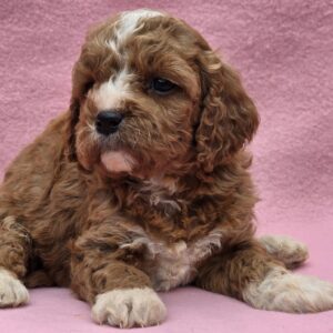 Akira Cavapoo