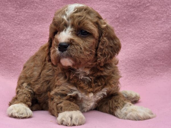 Akira Cavapoo