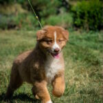 Air Force Australian Shepherd