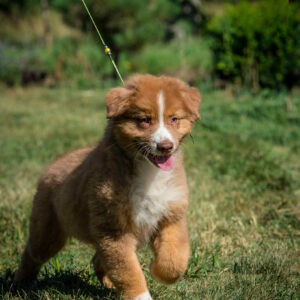 Aland Australian Shepherd