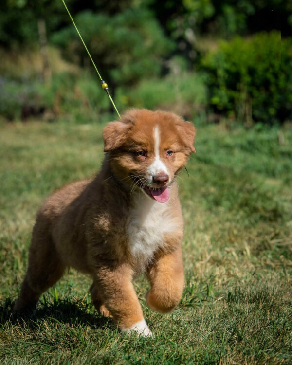 Aland Australian Shepherd