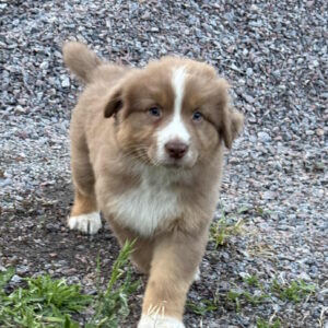 Aland Australian Shepherd