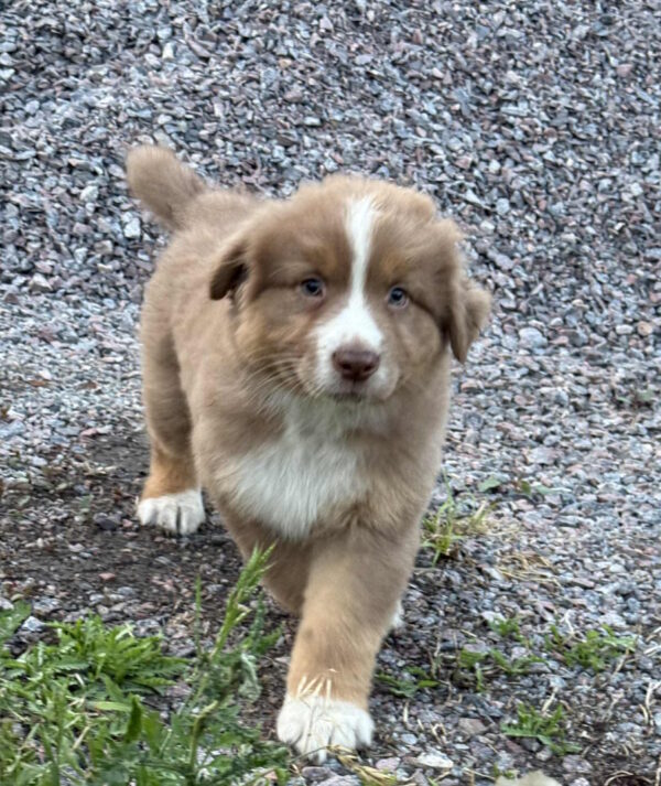 Aland Australian Shepherd