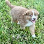 Aland-male-australian-shepherd-puppy-for-sale-1 (2)