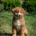 Aland-male-australian-shepherd-puppy-for-sale-1 (2)