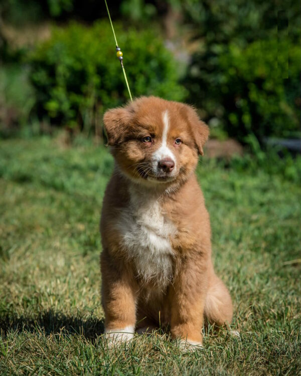 Aland Australian Shepherd