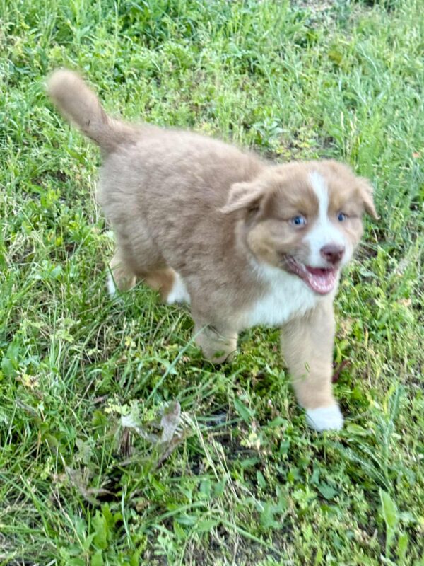Aland Australian Shepherd