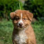 Aland-male-australian-shepherd-puppy-for-sale-1 (3)