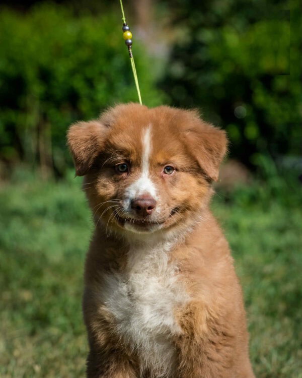 Aland Australian Shepherd