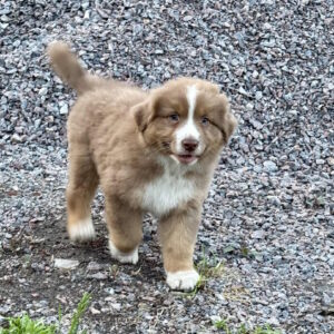 Aland Australian Shepherd