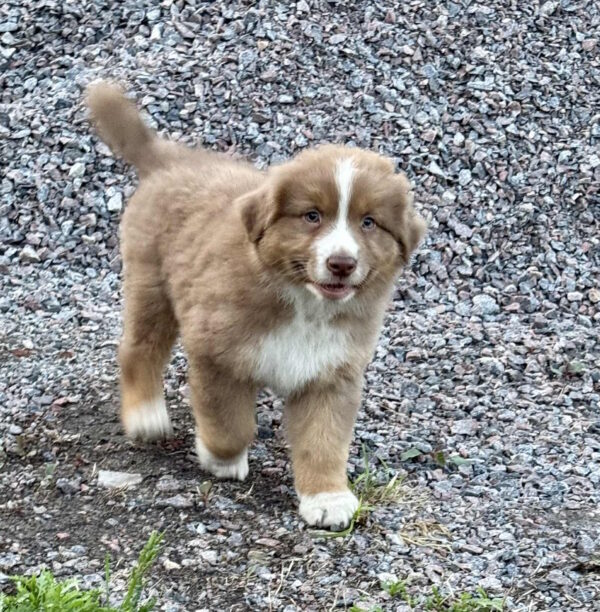Aland Australian Shepherd