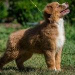 Aland-male-australian-shepherd-puppy-for-sale-1 (4)