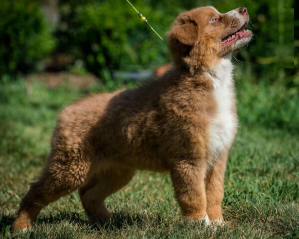Aland Australian Shepherd